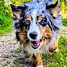 australian_shepherd, blue_eyes, canine, close_up, dog, ears, fur, grass, happy, nature, outdoor, path, pet, playful, running, snout, summer, sunlight, tail, walking