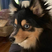 Skye is registered to the contest to win money with this photo: dog, close_up, indoor, blue_eyes, fluffy, pet, animal, furry, curious, face, ears, snout, black_fur, brown_fur, canine, companion, domestic_animal, portrait, looking_away, soft_texture
