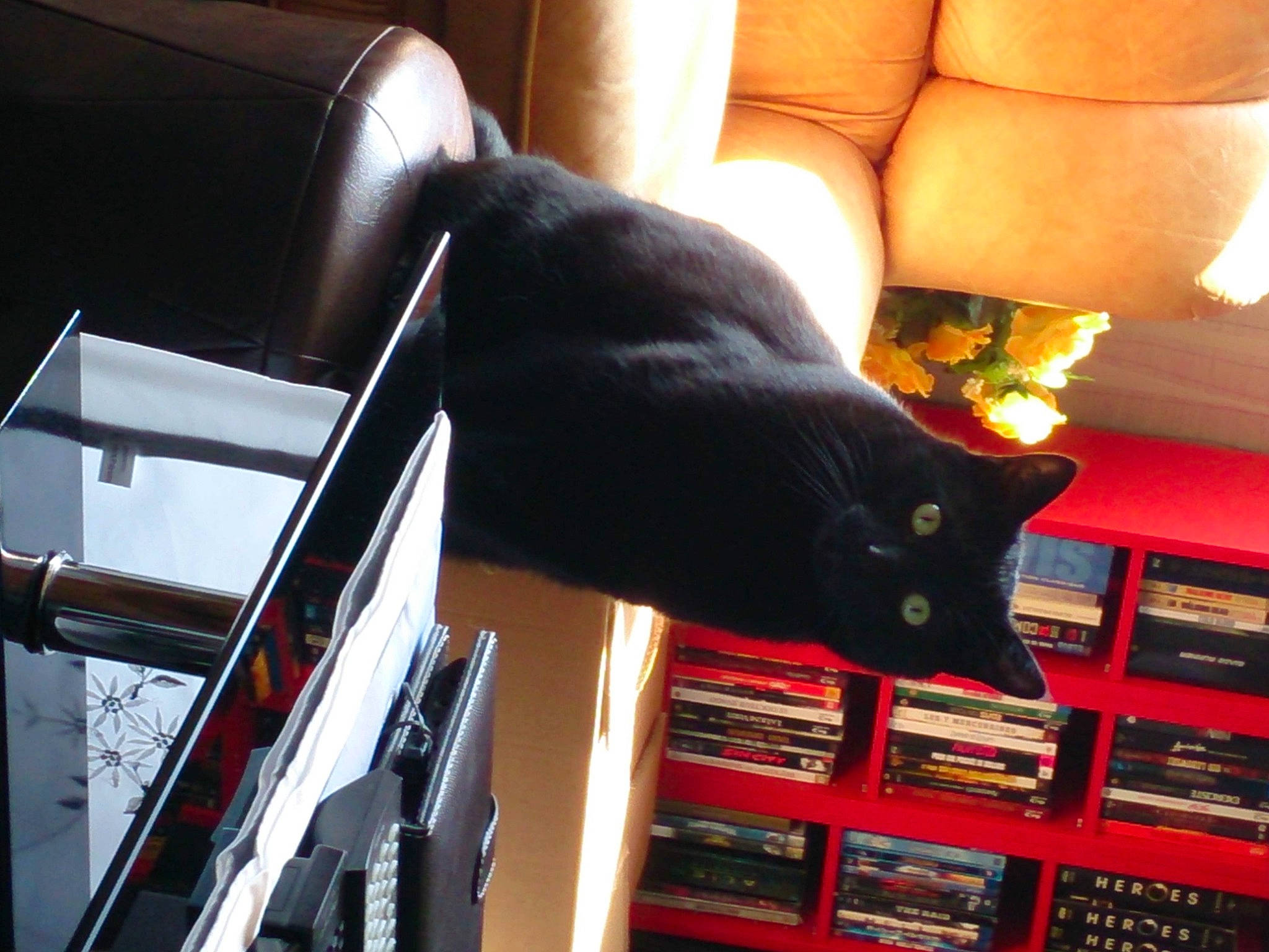 Diablo a rejoint le concours — aidez-le/la à gagner de superbes lots ! audio_equipment, black_cat, bombay, carmine, carnivore, cat, comfort, couch, domestic_short_haired_cat, felidae, foot, fur, human_leg, musical_instrument_accessory, publication, room, shelf, small_to_medium_sized_cats, tail, whiskers