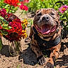 dog, animal, pet, outdoor, flower, colorful, happy, smiling, tongue_out, sunlight, nature, garden, dirt, plant, vibrant, canine, closeup, summer, leash, collar