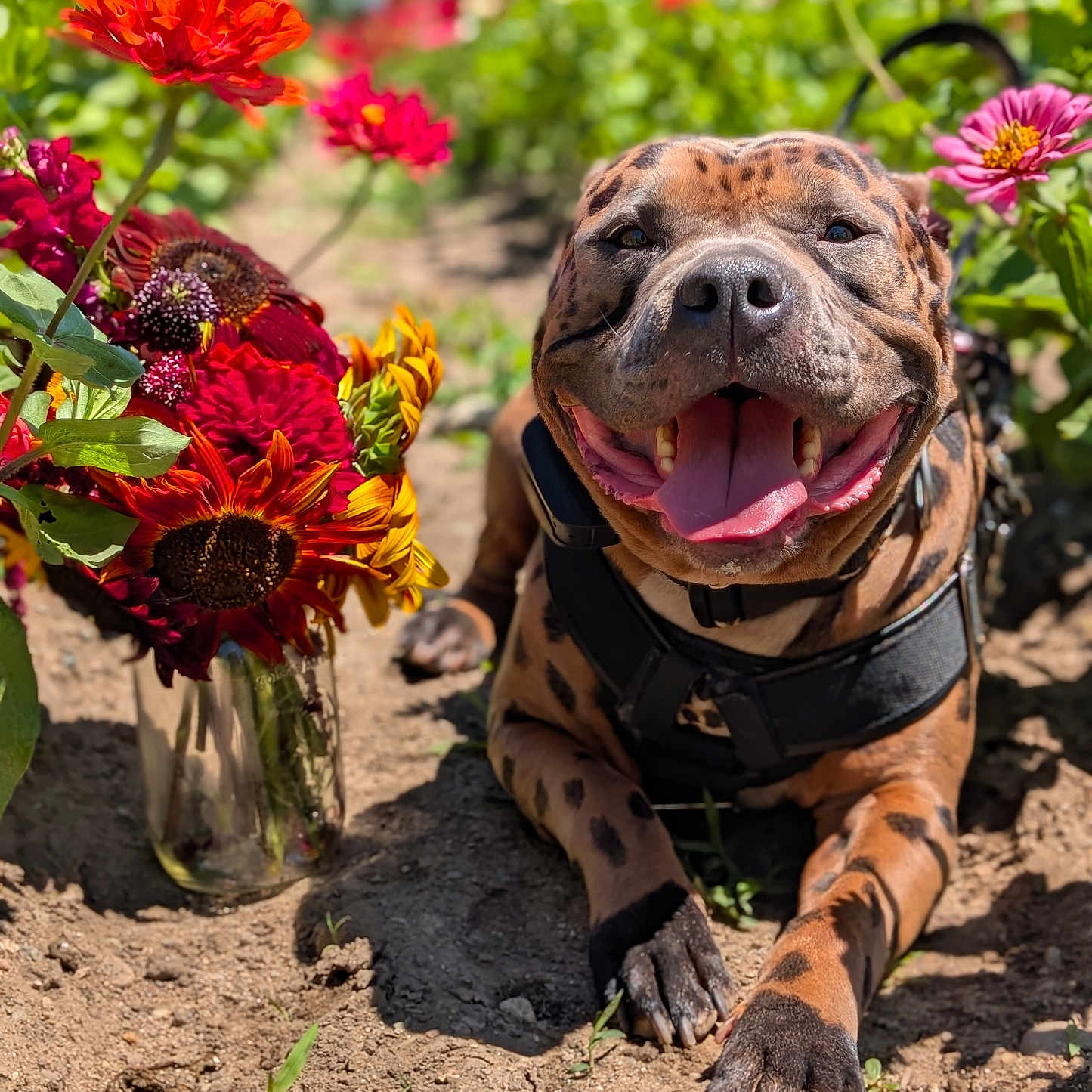 Madame Redemption is registered to the contest to win money with this photo: dog, animal, pet, outdoor, flower, colorful, happy, smiling, tongue_out, sunlight, nature, garden, dirt, plant, vibrant, canine, closeup, summer, leash, collar