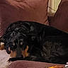 Pacco participe au concours pour gagner de l'argent avec cette photo : animal, brown, canine, companion, couch, cozy, curled_up, dog, domestic, fur, furniture, home, indoor, nap, pet, pillow, relaxing, resting, sleeping, toy