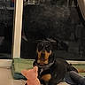 animal, black_and_tan, chain_collar, collar, companion, cushion, dog, domestic, floor, glass_door, indoor, lying_down, pet, pink_toy, reflection, relaxed, rottweiler, stuffed_toy, tile_floor, toy
