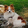 dog, small_dog, fluffy, white_fur, brown_fur, outdoor, grass, rock, nature, pet, canine, sitting, calm, fur, animal, daylight, closeup, mammal, portrait, quiet