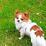 dog, small_dog, white_fur, brown_fur, long_fur, grass, outdoor, pet, canine, standing, looking_back, ears_up, nature, animal, mammal, leaf, daylight, fur_pattern, cute, alert
