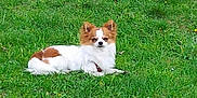 Cookie participe au concours pour gagner de l'argent avec cette photo : dog, grass, outdoor, small_dog, pet, animal, brown_and_white, fluffy, lying_down, nature, canine, fur, park, greenery, daytime, cute, relaxed, alert, ears_up, quiet