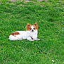 dog, grass, outdoor, small_dog, pet, animal, brown_and_white, fluffy, lying_down, nature, canine, fur, park, greenery, daytime, cute, relaxed, alert, ears_up, quiet