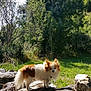 dog, small_dog, fluffy, white_fur, brown_fur, outdoor, nature, rocks, grass, trees, sunlight, forest, animal, pet, daylight, curious, canine, wildlife, greenery, scenic