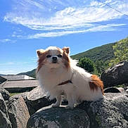 Cookie a rejoint le concours — aidez-le/la à gagner de superbes lots ! dog, small_dog, fluffy, outdoor, rock, nature, sky, clouds, mountain, sunlight, rural, animal, pet, fur, daylight, landscape, canine, scenic, wildlife, adventure