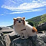 dog, small_dog, fluffy, outdoor, rock, nature, sky, clouds, mountain, sunlight, rural, animal, pet, fur, daylight, landscape, canine, scenic, wildlife, adventure