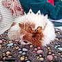 dog, crown, blanket, paw_print, indoor, resting, fluffy, pet, animal, fur, cozy, red_clothing, blue_jacket, pillow, pattern, relaxing, small_dog, cute, fur_texture, home