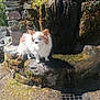 dog, small_dog, fluffy, white_fur, brown_fur, stone_wall, moss, water, outdoor, sunlight, nature, rock, pet, animal, standing, daylight, texture, ground, grate, plant