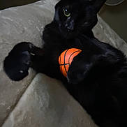 Johnny joined the competition — help win amazing prizes! basketball, bed, black_cat, blanket, cat, claws, close_up, cozy, feline, green_eye, indoor, nip, paw, pet, playful, portrait, reclining, soft_light, toy_basketball, whiskers