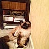 Floppy participe au concours pour gagner de l'argent avec cette photo :