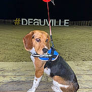 Hercule participe au concours pour gagner de l'argent avec cette photo : dog, beagle, leash, night, outdoor, sand, wood, pet, animal, sitting, collar, harness, retriever, canine, background, darkness, illuminated, hashtag, sign, beach