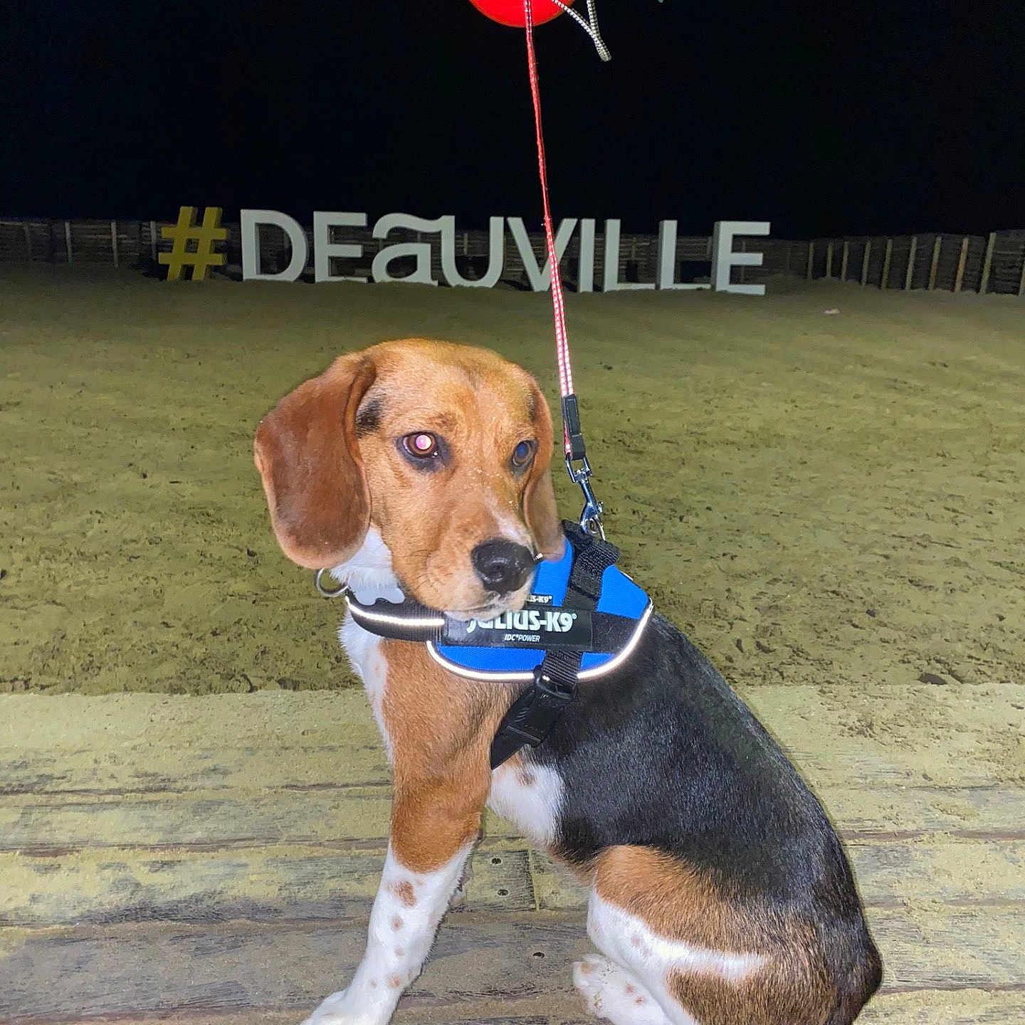 Hercule participe au concours pour gagner de l'argent avec cette photo : dog, beagle, leash, night, outdoor, sand, wood, pet, animal, sitting, collar, harness, retriever, canine, background, darkness, illuminated, hashtag, sign, beach