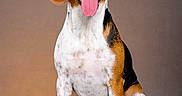 Hercule participe au concours pour gagner de l'argent avec cette photo : dog, beagle, pet, animal, sitting, tongue_out, happy, portrait, tricolor, ears, face, canine, studio, smiling, looking_at_camera, fur, domestic_animal, indoor, cute, friendly
