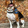 Hercule a rejoint le concours — aidez-le/la à gagner de superbes lots ! dog, beagle, security_vest, leash, outdoor, autumn, forest, bench, happy, sitting, pet, animal, brown, white, black, ears, tongue, collar, nature, alert