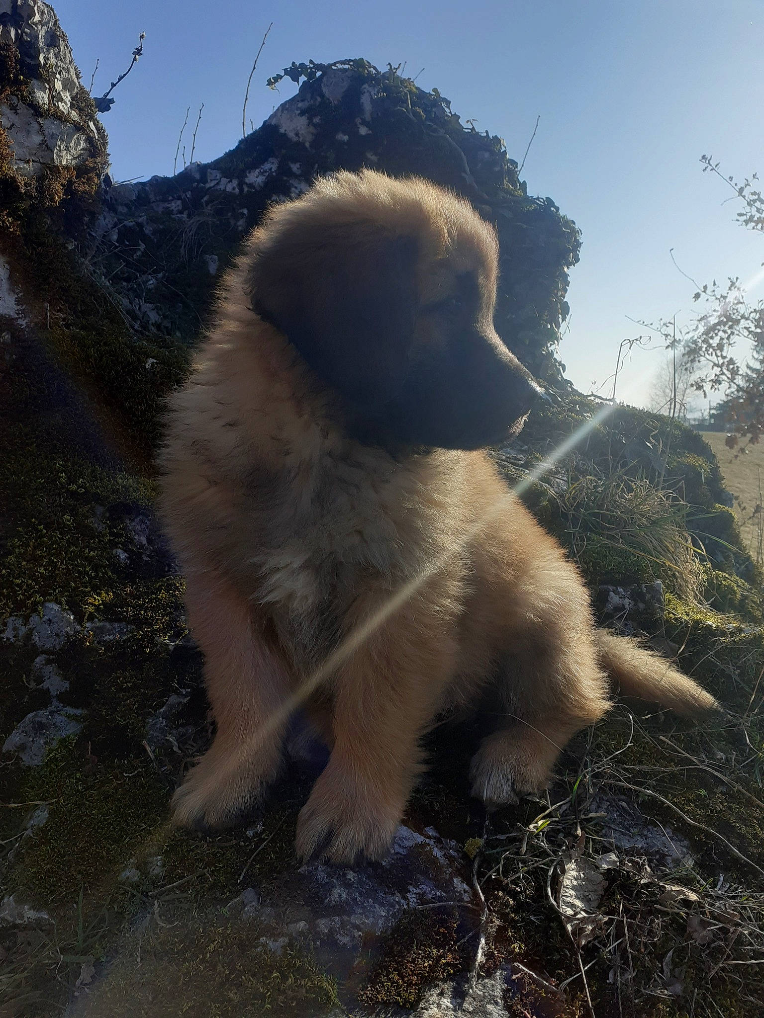 Secret a rejoint le concours — aidez-le/la à gagner de superbes lots ! canidae, carnivore, companion_dog, dog, dog_breed, fawn, grass, livestock_guardian_dog, non_sporting_group, plant, shadow, sky, snout, soil, sporting_group, tail, terrestrial_animal, wildlife, working_animal, working_dog