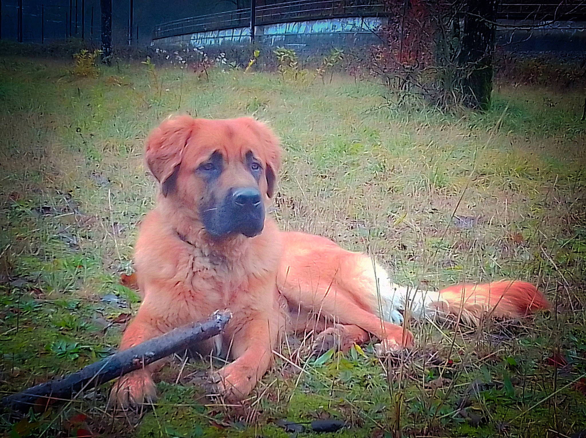 Secret a rejoint le concours — aidez-le/la à gagner de superbes lots ! canidae, carnivore, companion_dog, dog, dog_breed, fawn, grass, guard_dog, hunting_dog, mesh, plant, snout, sporting_group, tail, working_dog