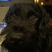 Monty is registered to the contest to win money with this photo: dog, black_dog, close_up, indoor, pet, canine, fur, face, eyes, nose, whiskers, shaggy, beard, living_room, candle, television, cozy, furniture, home, portrait