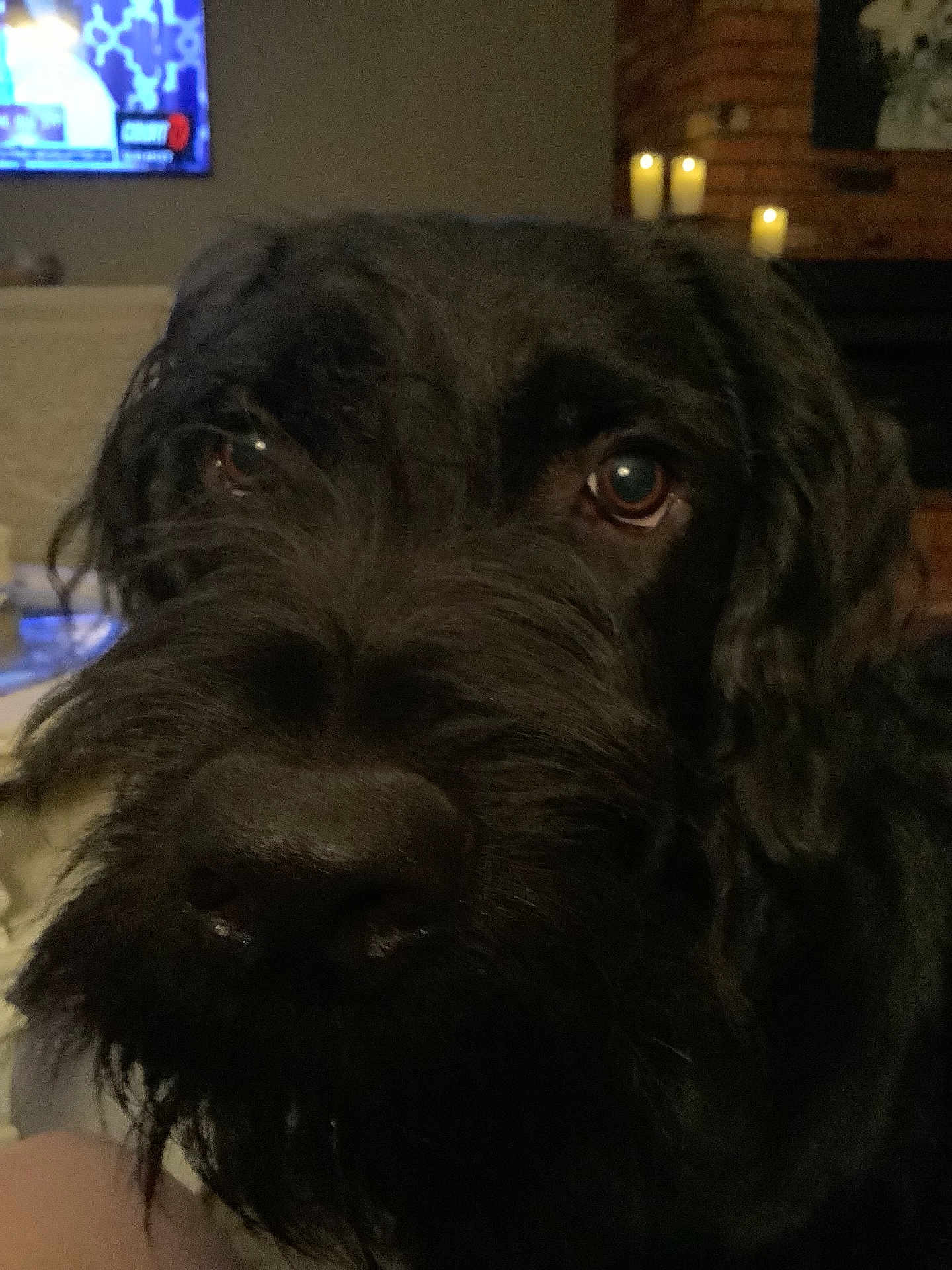 Monty is registered to the contest to win money with this photo: dog, black_dog, close_up, indoor, pet, canine, fur, face, eyes, nose, whiskers, shaggy, beard, living_room, candle, television, cozy, furniture, home, portrait