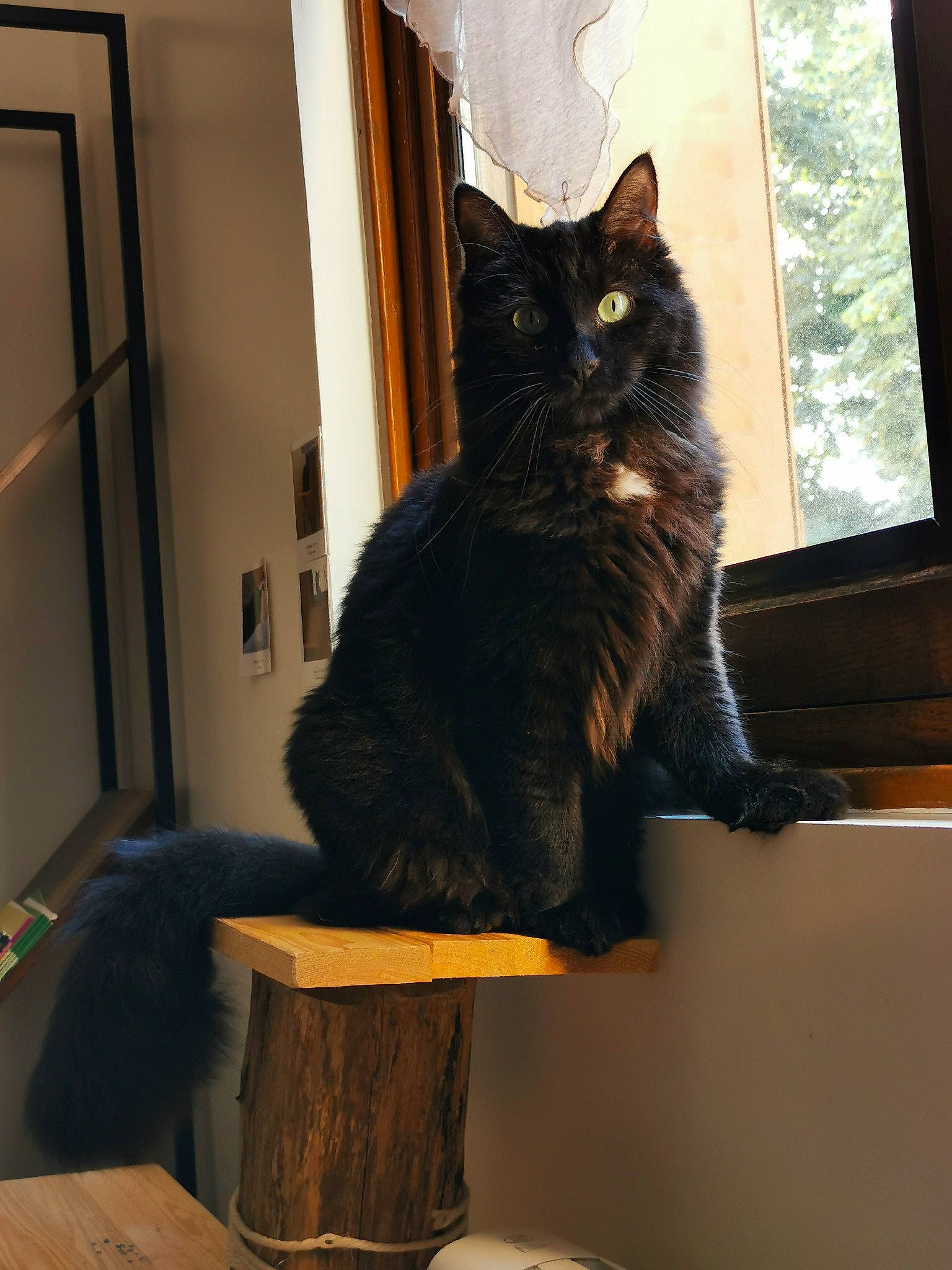 Poussin participe au concours pour gagner de l'argent avec cette photo : asian, asian_semi_longhair, black_cat, carnivore, cat, domestic_long_haired_cat, domestic_short_haired_cat, european_shorthair, felidae, fur, long_hair, maine_coon, mammal, nebelung, norwegian_forest_cat, small_to_medium_sized_cats, tail, whiskers