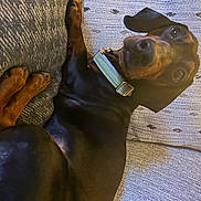 Gus is registered to the contest to win money with this photo: art, carnivore, comfort, dog, dog_breed, fashion_accessory, fawn, gesture, liver, metal, nail, personal_protective_equipment, sculpture, snout, terrestrial_animal, thumb, wood, working_animal, wrinkle, wrist