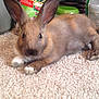 Cinnamon is registered to the contest to win money with this photo: