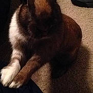 Cinnamon is registered to the contest to win money with this photo: