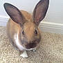 Cinnamon is registered to the contest to win money with this photo: