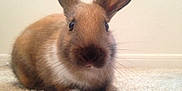 Cinnamon is registered to the contest to win money with this photo: