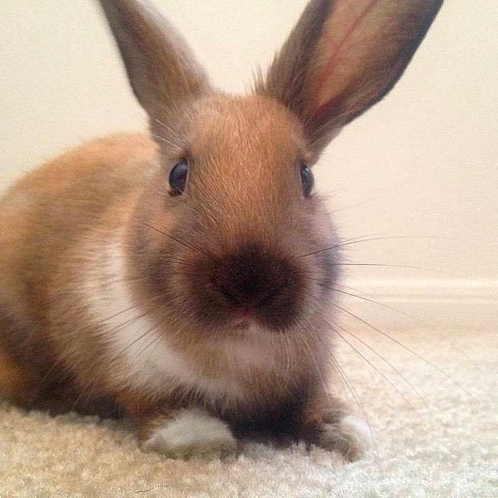 Cinnamon