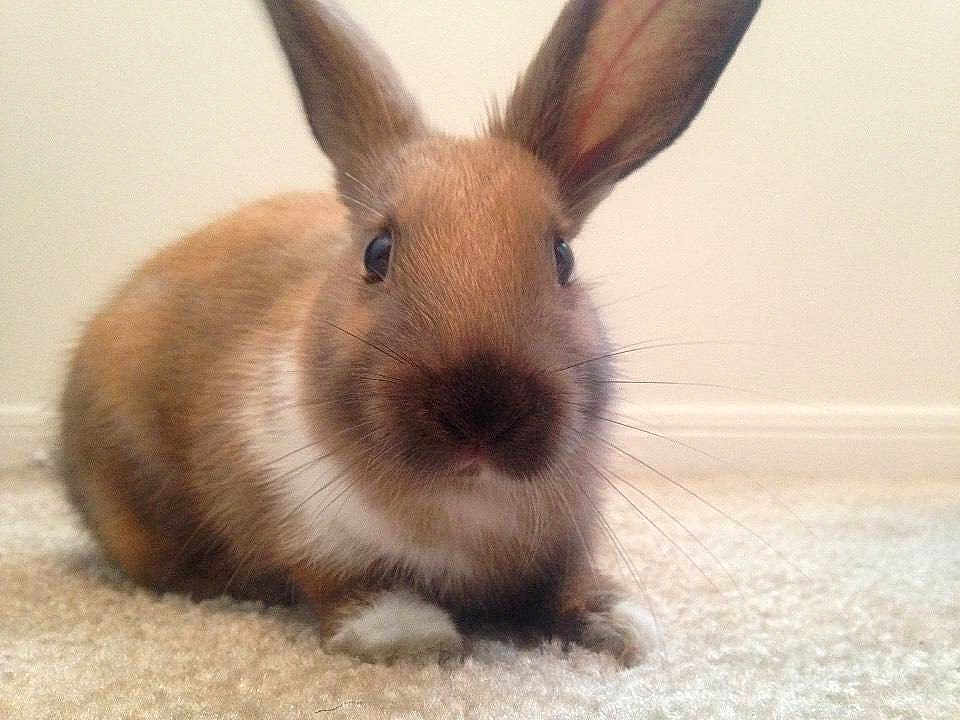 Cinnamon