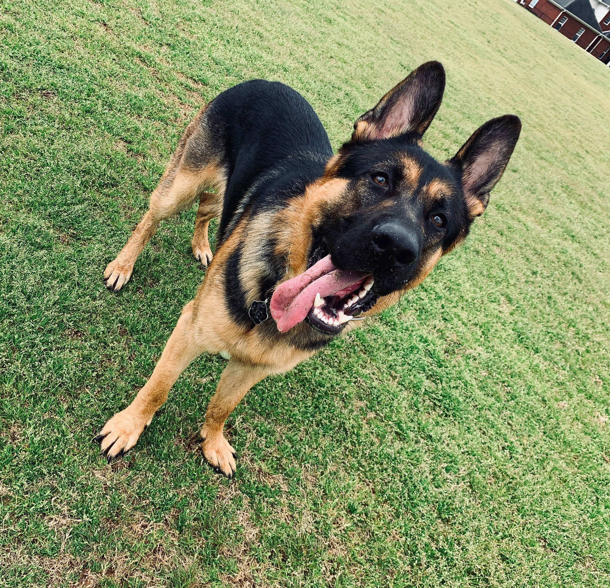 Axel is registered to the contest to win money with this photo: canidae, carnivore, dog, dog_breed, ear, east_european_shepherd, fawn, german_shepherd_dog, grass, king_shepherd, kunming_wolfdog, mammal, old_german_shepherd_dog, police_dog, snout, vertebrate, working_dog