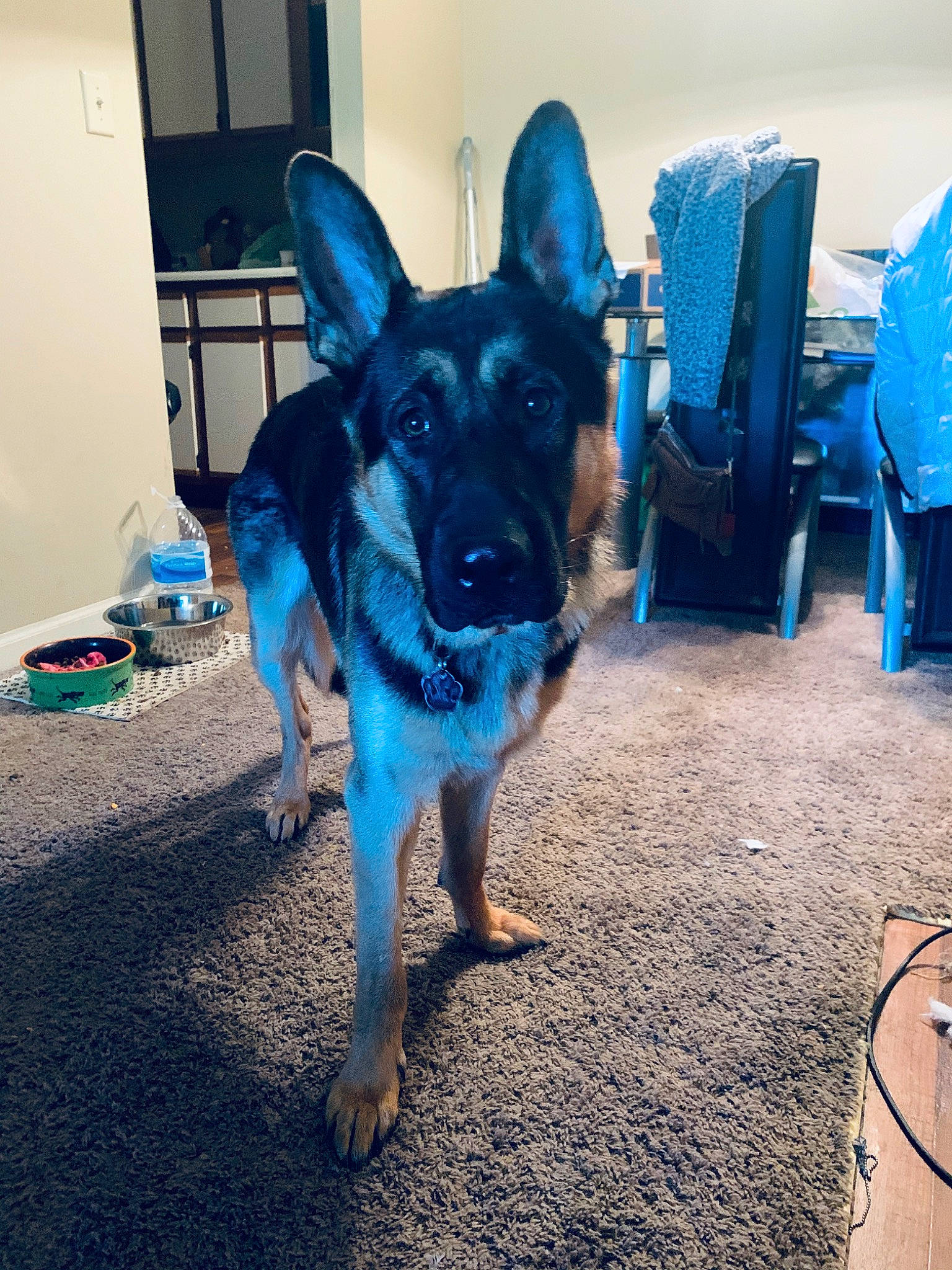 Axel joined the competition — help win amazing prizes! blue, canidae, carnivore, dog, dog_breed, ear, fawn, german_shepherd_dog, mammal, police_dog, sky, snout, sporting_group, working_dog