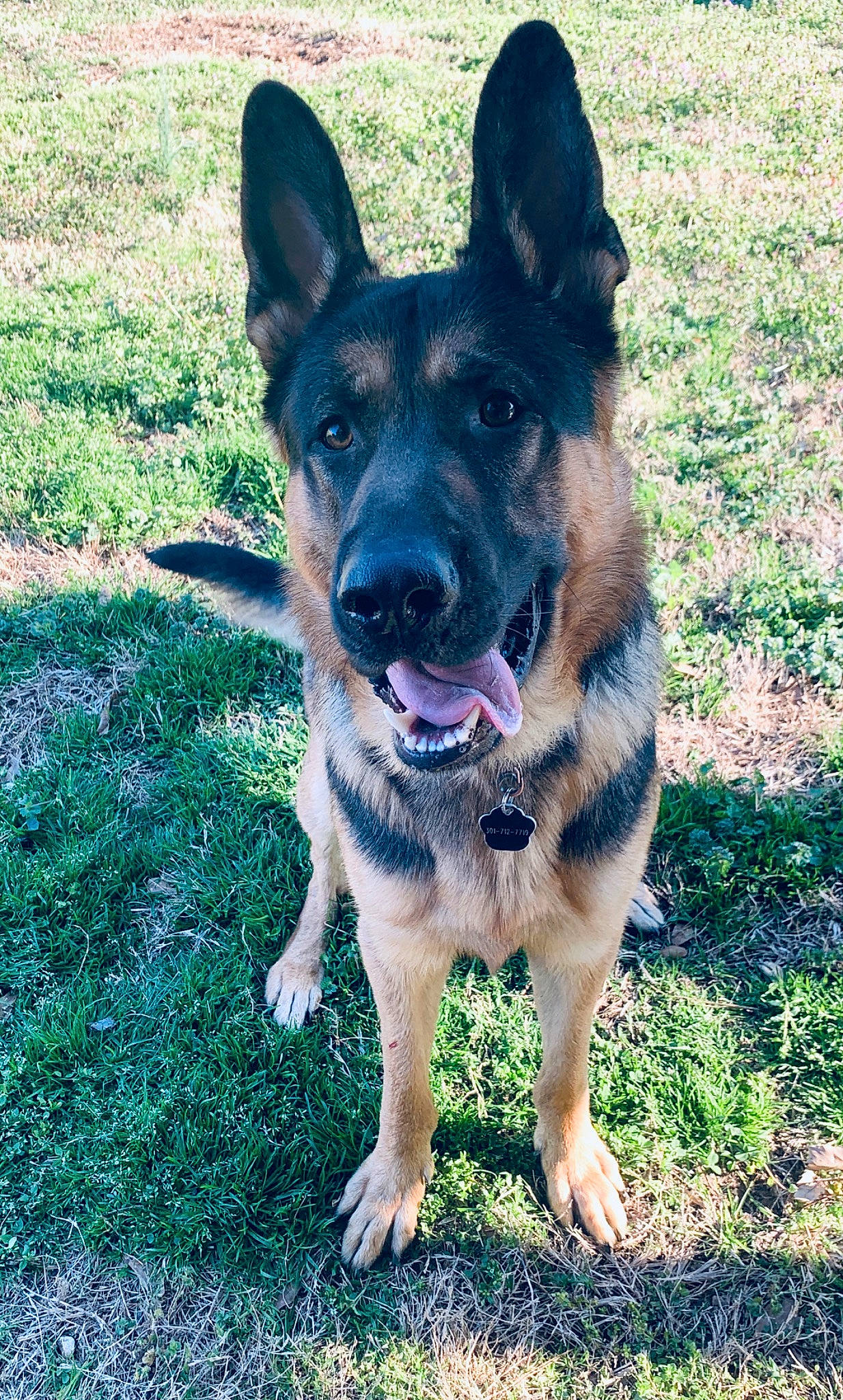 Axel is registered to the contest to win money with this photo: canidae, carnivore, dog, dog_breed, ear, east_european_shepherd, german_shepherd_dog, grass, king_shepherd, kunming_wolfdog, mammal, old_german_shepherd_dog, police_dog, rare_breed_dog, shiloh_shepherd_dog, sky, snout, vertebrate, working_dog
