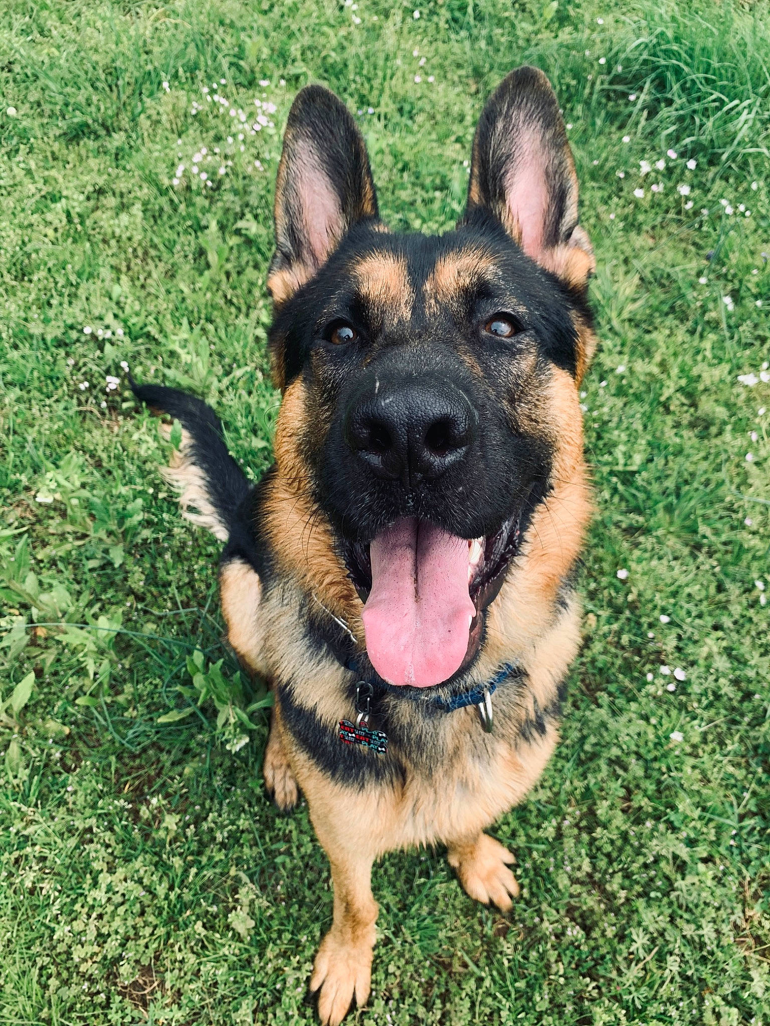 Axel joined the competition — help win amazing prizes! belgian_shepherd_malinois, canidae, carnivore, dog, dog_breed, east_european_shepherd, fawn, german_shepherd_dog, grass, king_shepherd, kunming_wolfdog, mammal, old_german_shepherd_dog, police_dog, rare_breed_dog, shiloh_shepherd_dog, snout, vertebrate, working_dog