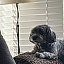 Rosie is registered to the contest to win money with this photo: animal, blinds, collar, cozy, cushion, cute, dog, fur, furniture, home, indoor, leopard_print, light, pet, portrait, quiet, relaxed, resting, shadow, window