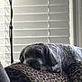 Rosie joined the competition — help win amazing prizes! animal, comfort, companion, cozy, cushion, cute, daylight, dog, fur, furniture, home, indoor, leopard_print, mammal, pet, portrait, relaxed, resting, sleepy, window_blinds