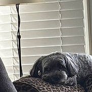 Rosie is registered to the contest to win money with this photo: animal, blinds, comfort, cozy, cushion, dog, domestic, face, fur, furniture, home, indoor, lamp, laying_down, leopard_print, pet, relaxed, resting, soft_light, window_covering