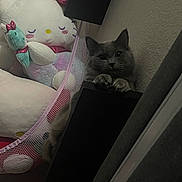 Goku Allen is registered to the contest to win money with this photo: cat, gray_cat, plush_toys, hello_kitty, stuffed_animals, shelf, cozy_corner, indoor, cute, pet, feline, curious, mischievous, soft_toys, decor, animal, relaxing, home, wall, furniture