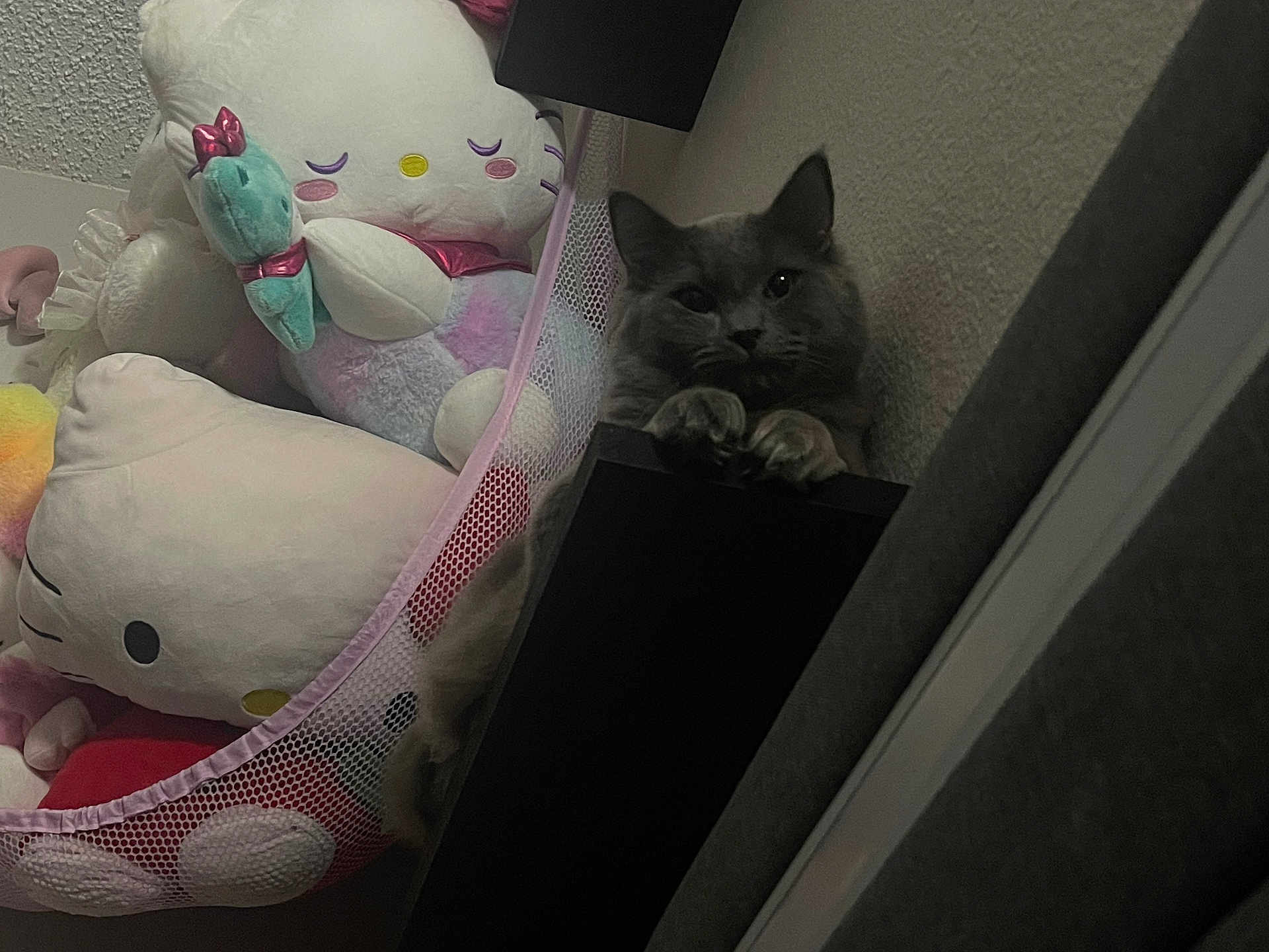 Goku Allen is registered to the contest to win money with this photo: cat, gray_cat, plush_toys, hello_kitty, stuffed_animals, shelf, cozy_corner, indoor, cute, pet, feline, curious, mischievous, soft_toys, decor, animal, relaxing, home, wall, furniture