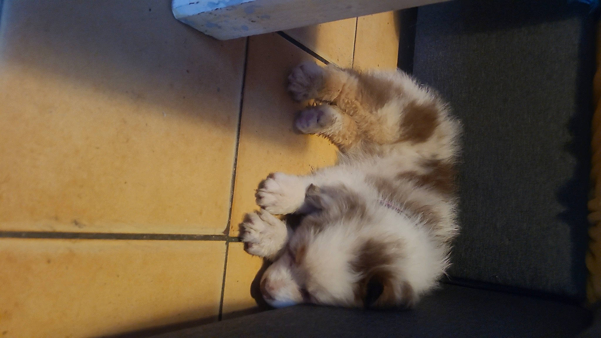 Lùna a rejoint le concours — aidez-le/la à gagner de superbes lots ! carnivore, cat, claw, comfort, companion_dog, digital_video_recorder, dog_breed, domestic_short_haired_cat, fawn, felidae, flooring, foot, fur, hardwood, paw, small_to_medium_sized_cats, sporting_group, tail, whiskers, wood