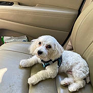 Kasper is registered to the contest to win money with this photo: animal, canine, car_interior, companion, cute, dog, domestic_animal, fluffy, fur, harness, indoor, leather_seat, looking_up, pet, puppy, relaxed, seat, small_dog, transportation, white_dog