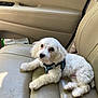 animal, canine, car_interior, companion, cute, dog, domestic_animal, fluffy, fur, harness, indoor, leather_seat, looking_up, pet, puppy, relaxed, seat, small_dog, transportation, white_dog