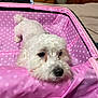 animal, bedroom, cozy, curly_fur, cute, dog, domestic_animal, ears, fur, furniture, indoor, pet, pink, polka_dot, relaxed, resting, small_dog, snout, suitcase, white_dog