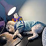 Kasper joined the competition — help win amazing prizes! animal, black_surface, blue_sweater, cozy, desk, dog, fur, household_items, indoor, lamp, light, mouse, mousepad, peaceful, pet, quiet, resting, sleeping, small_dog, tissue_box