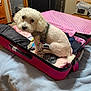 Kasper is registered to the contest to win money with this photo: bed, bedroom, blanket, cabinet, clothes, curious, curtains, dog, door, furniture, harness, indoor, open_suitcase, pet, pink, polka_dot, poodle, suitcase, toilet, white_dog