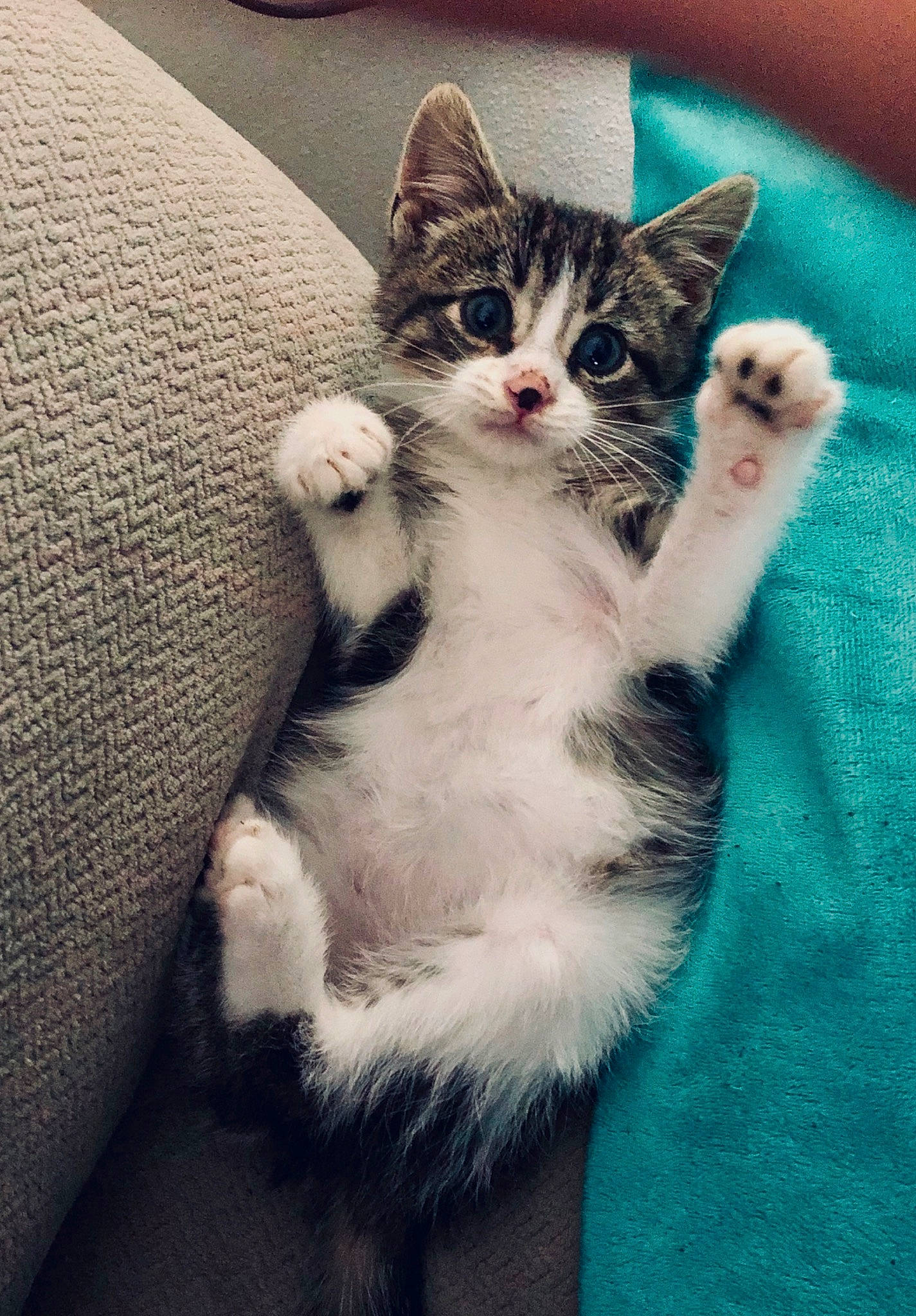 Drogo joined the competition — help win amazing prizes! aegean_cat, american_shorthair, american_wirehair, asian, carnivore, cat, claw, domestic_short_haired_cat, european_shorthair, felidae, fur, kitten, mammal, paw, polydactyl_cat, skin, small_to_medium_sized_cats, tabby_cat, tail, whiskers